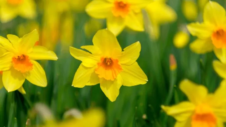 26 Hidden Meanings Behind the World’s Most Popular Flowers