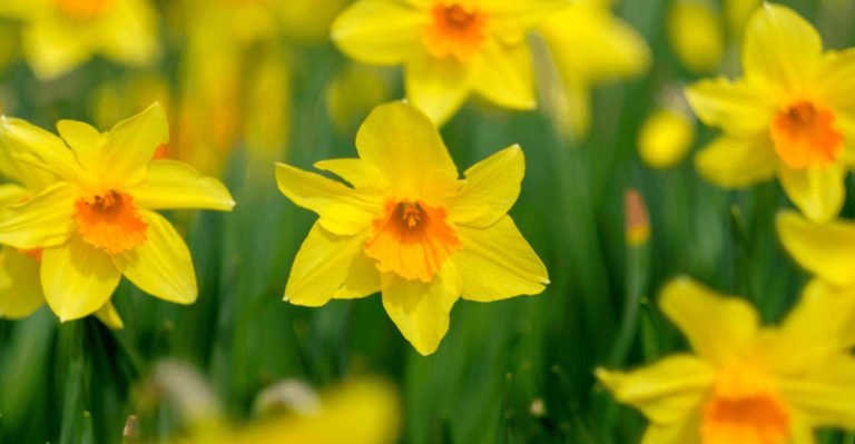 26 Hidden Meanings Behind the World’s Most Popular Flowers