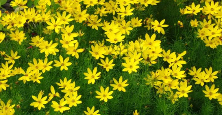26 Long-Blooming Perennials for Nonstop Color All Season