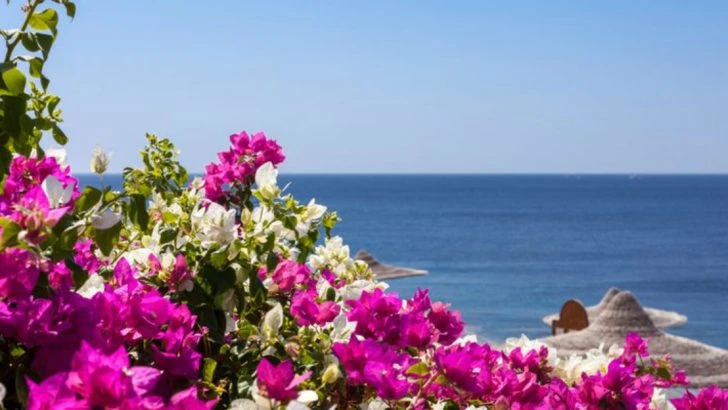 26 Plants That Look Stunning Against the Pacific Ocean’s Breathtaking Views