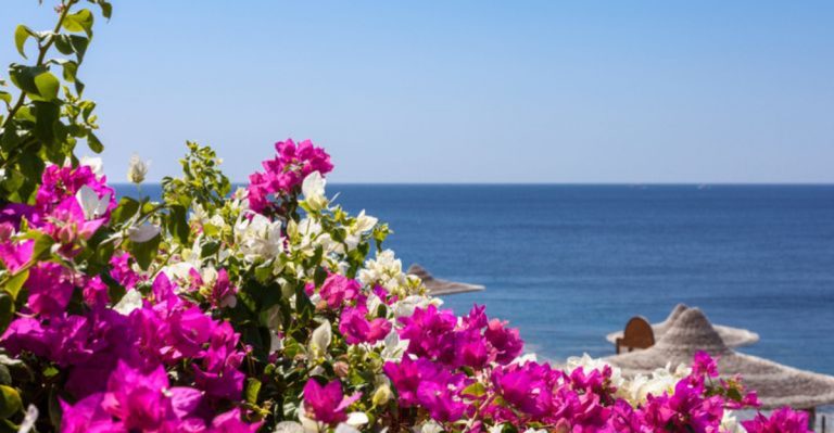 26 Plants That Look Stunning Against the Pacific Ocean’s Breathtaking Views