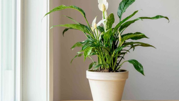 13 Plants That Promote Positive Energy in Your Home