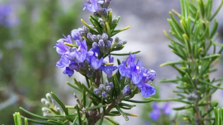 26 Super Useful Garden Plants That Do More Than Just Look Pretty