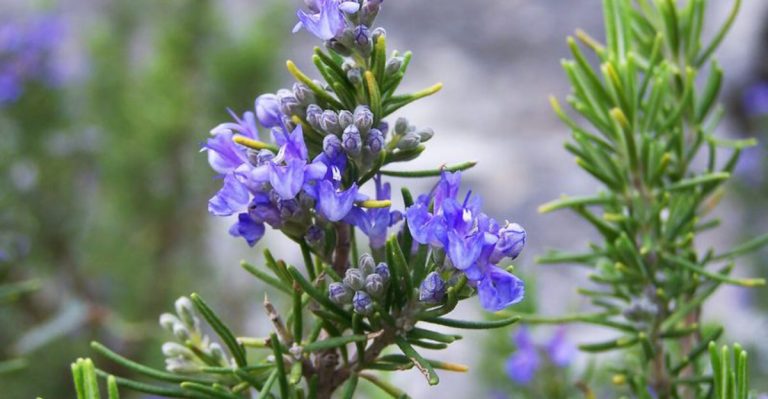 26 Super Useful Garden Plants That Do More Than Just Look Pretty