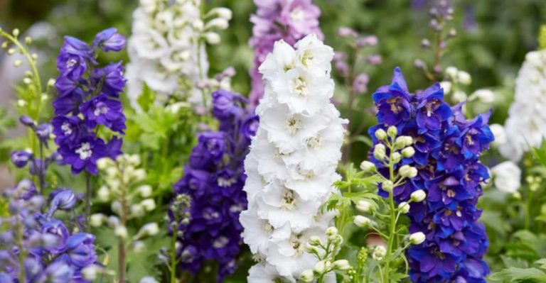25 Tall Perennials For A Stunning Garden