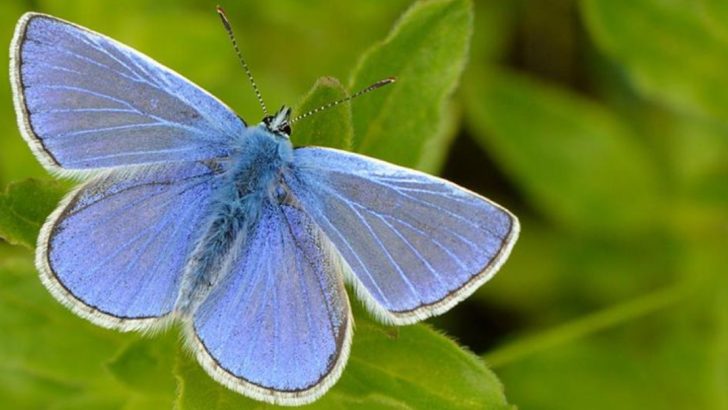 27 Beautiful Butterflies (And What To Plant To Attract Them)