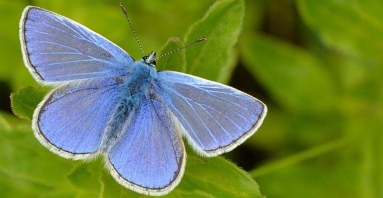 27 Beautiful Butterflies (And What To Plant To Attract Them)