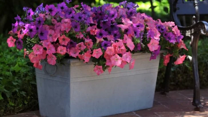 27 Best Flowers for Containers That Love Full Sun & Hot Weather