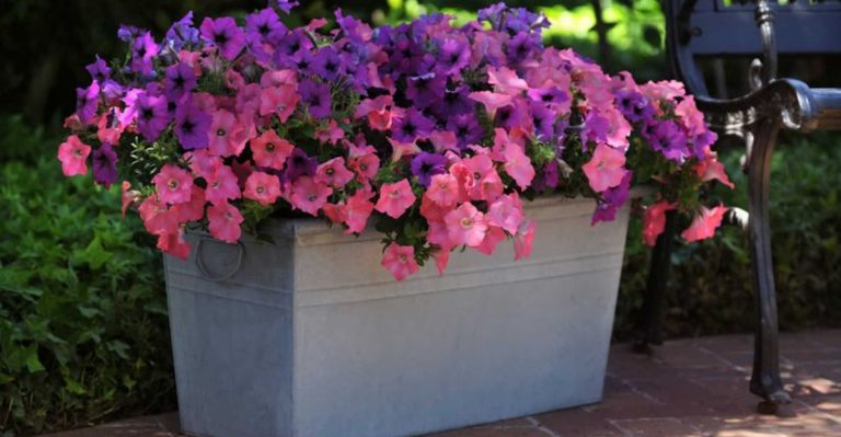 27 Best Flowers for Containers That Love Full Sun & Hot Weather