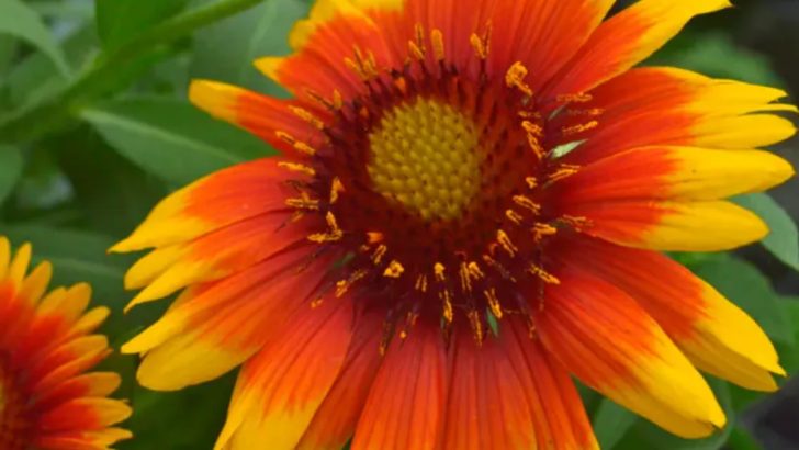 26 Dazzling Orange Perennials That Light Up Your Flower Beds