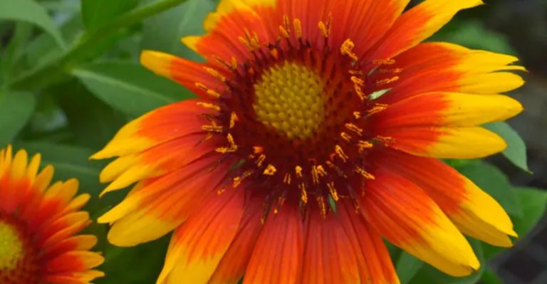 26 Dazzling Orange Perennials That Light Up Your Flower Beds