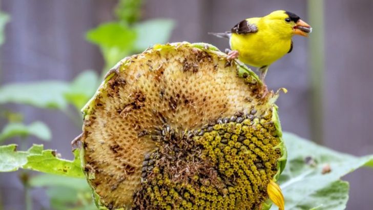 26 Flowers and Plants That Provide Food for Birds