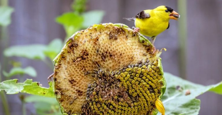 26 Flowers and Plants That Provide Food for Birds