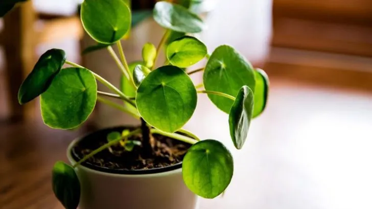 28 Houseplants with Most Weird and Unusual Leaves