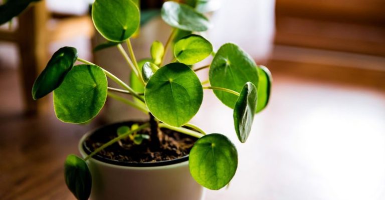 28 Houseplants with Most Weird and Unusual Leaves