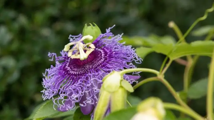 29 Best Flowering Vines and Climbers to Grow in Garden & Containers