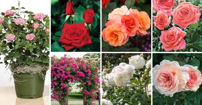 30 Gorgeous Types of Roses for Every Garden Style