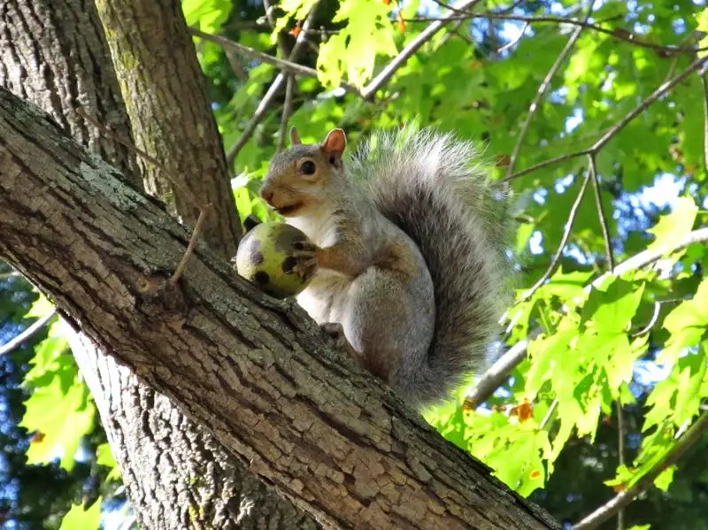 6. Set Up a Squirrel Playground