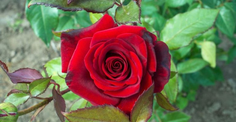 7 Fascinating Plants Named After Women and Their Stories