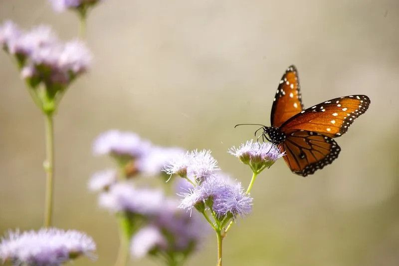 7. Cultivate a Butterfly Meadow