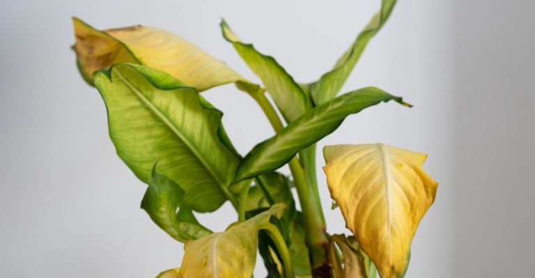 9 Common Gardening Mistakes You Might Be Making (And How to Fix Them)