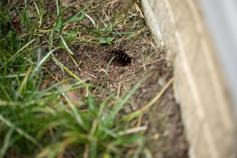 Abandoned Rodent Holes