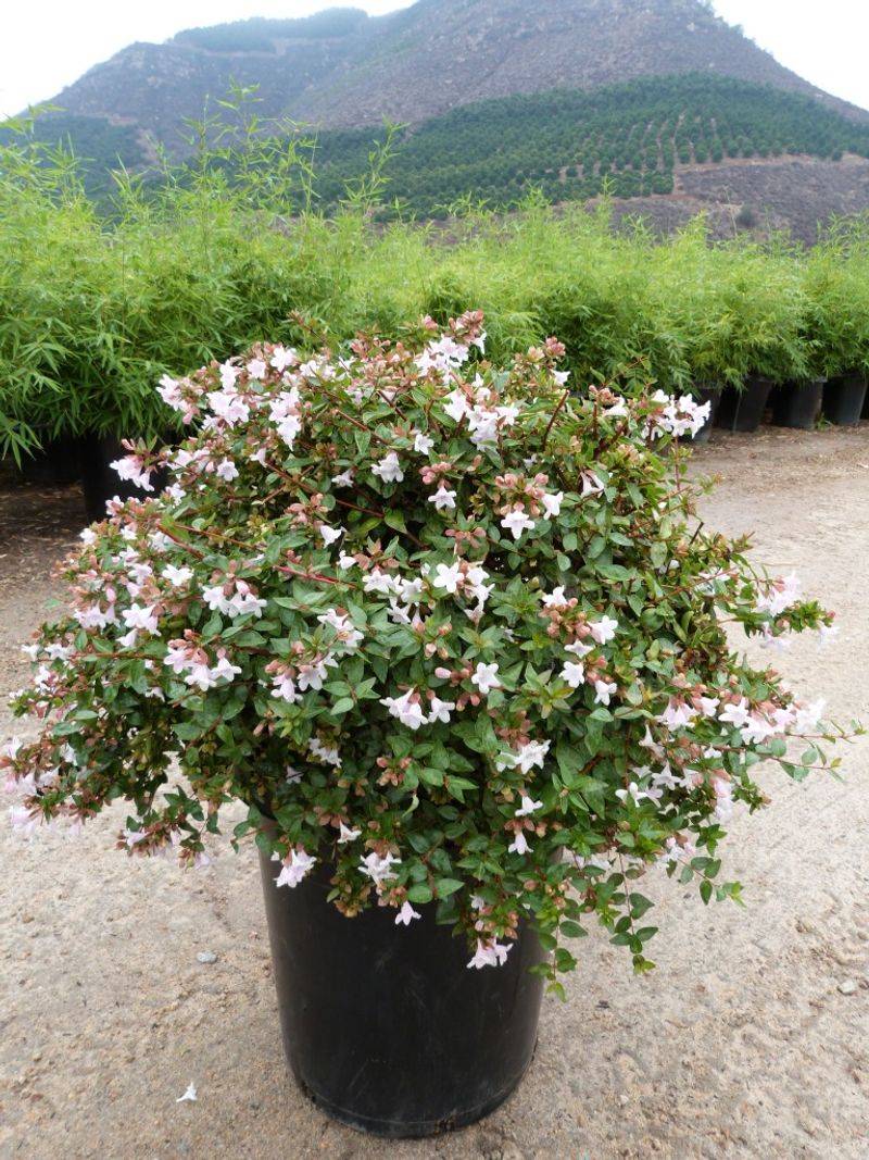 Abelia