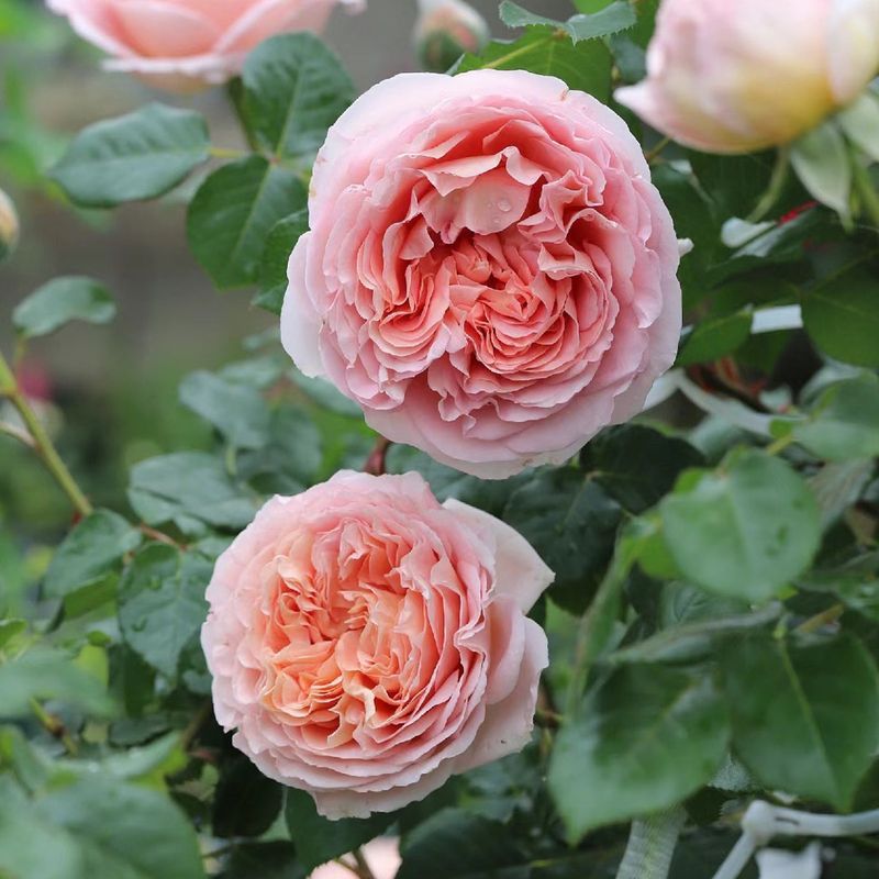 Abraham Darby