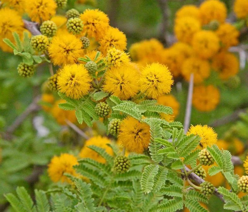 Acacia