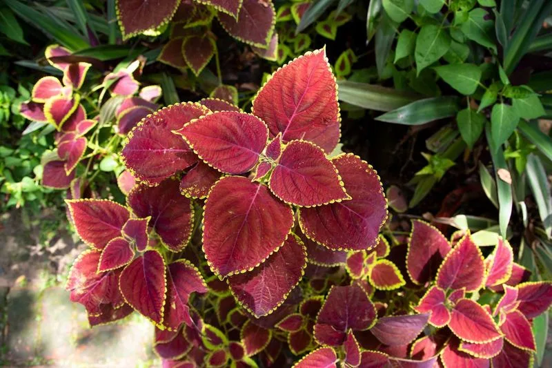 Acalypha Wilkesiana
