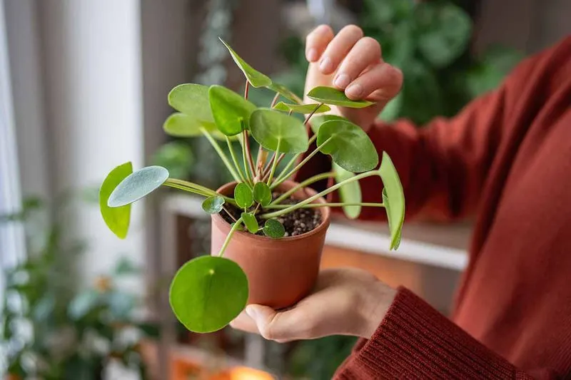 Acclimate New Plants Gradually