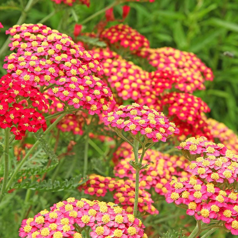 Achillea