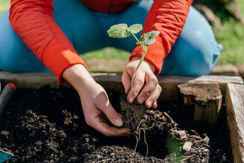 Adjust Planting Times Based on Weather