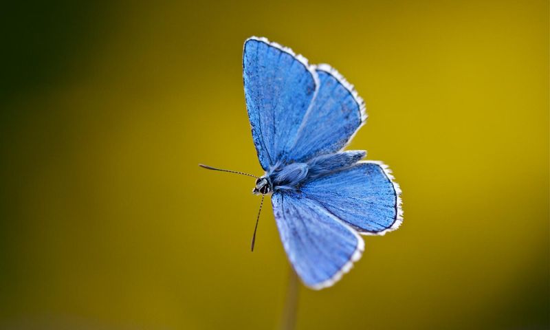 Adonis Blue