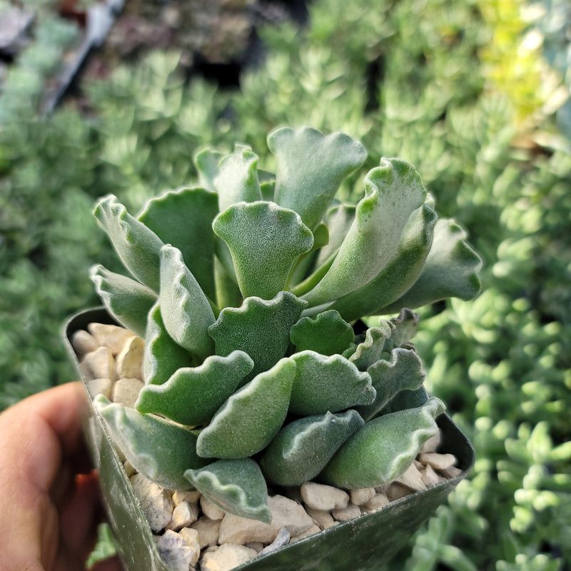 Adromischus Cristatus