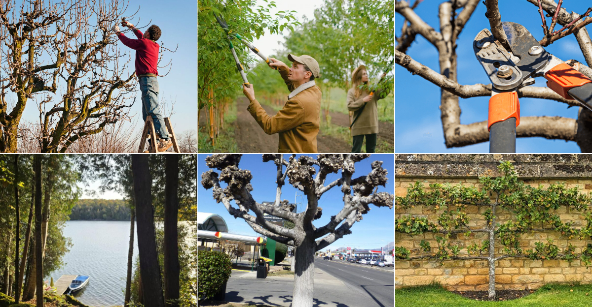Advanced Pruning Techniques to Sculpt Your Trees and Shrubs Like a Pro
