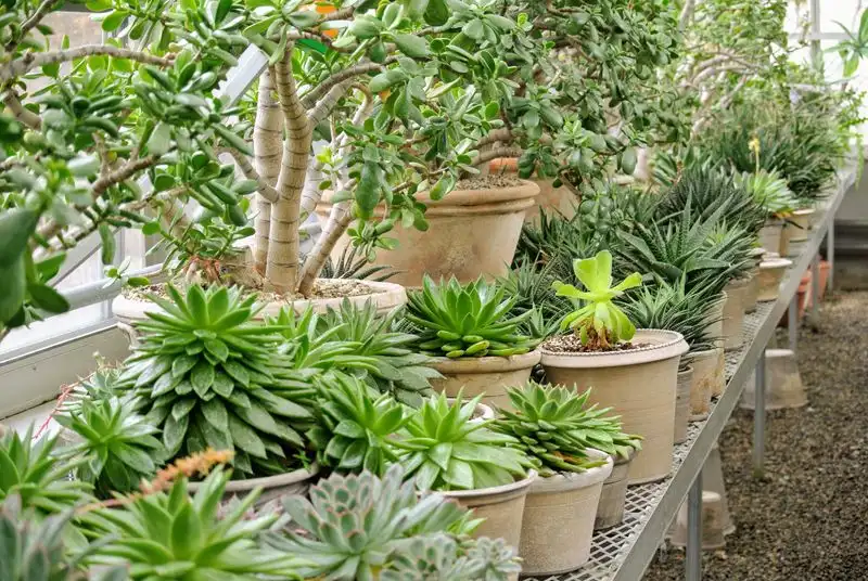 Aeonium Arboreum