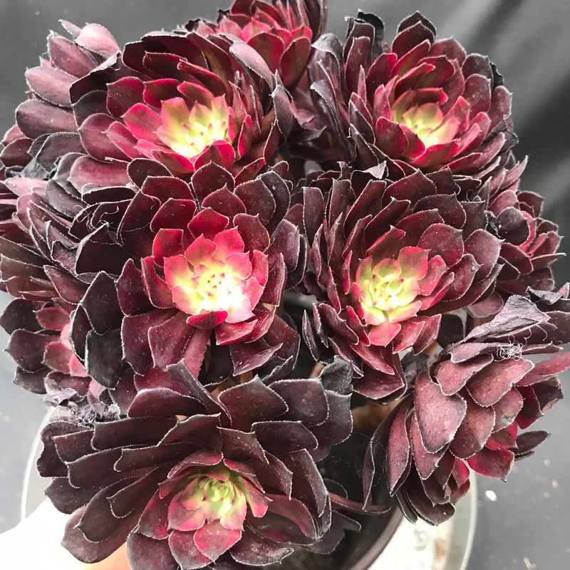 Aeonium