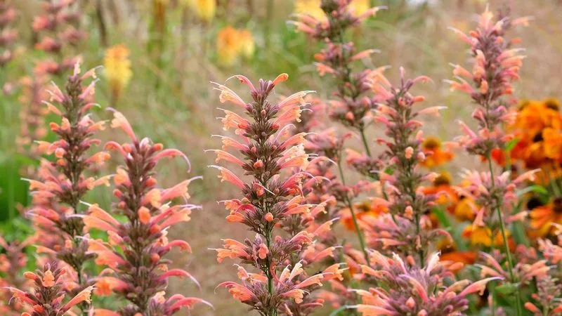 Agastache