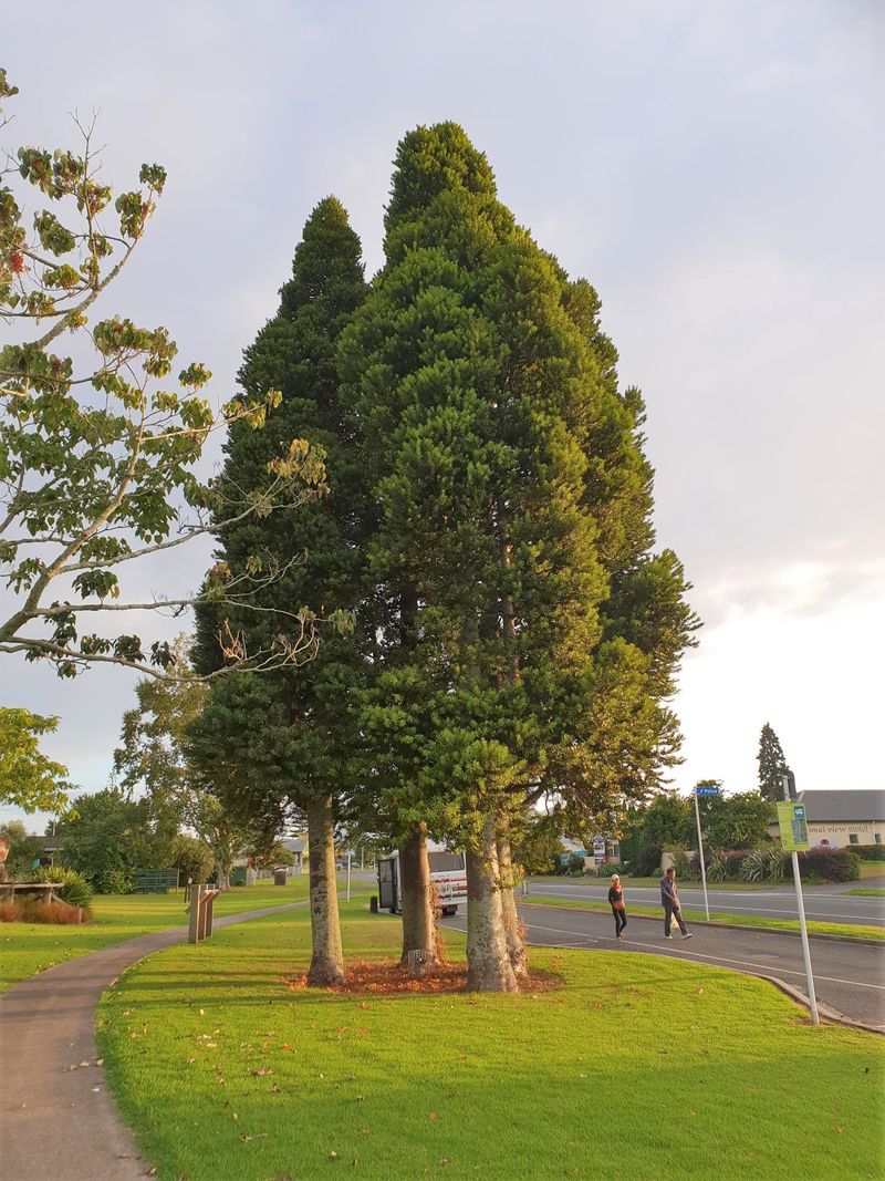 Agathis Australis (Kauri Tree)