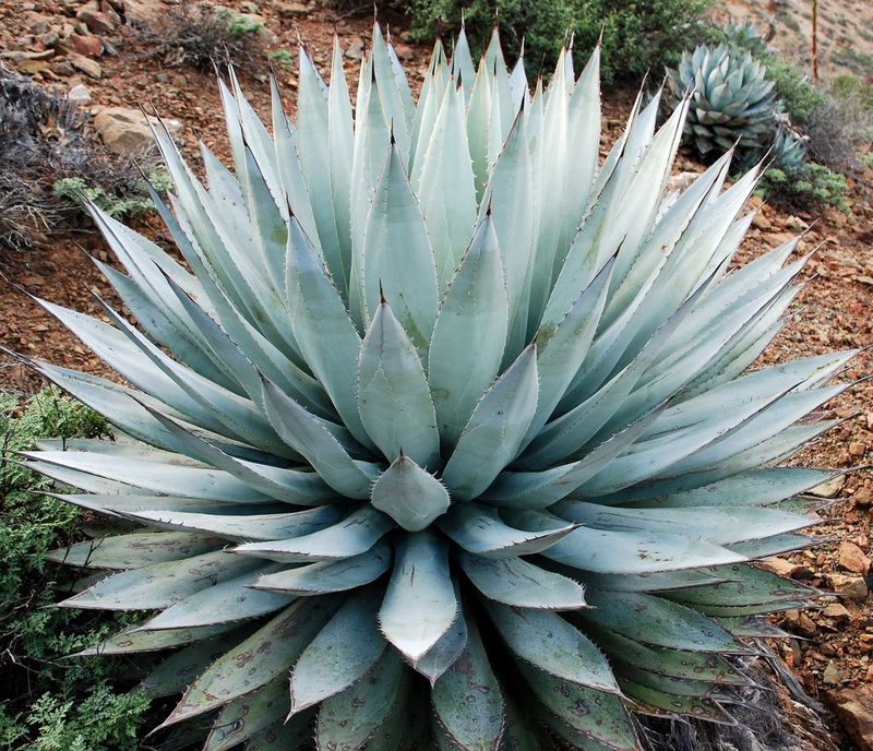 Agave