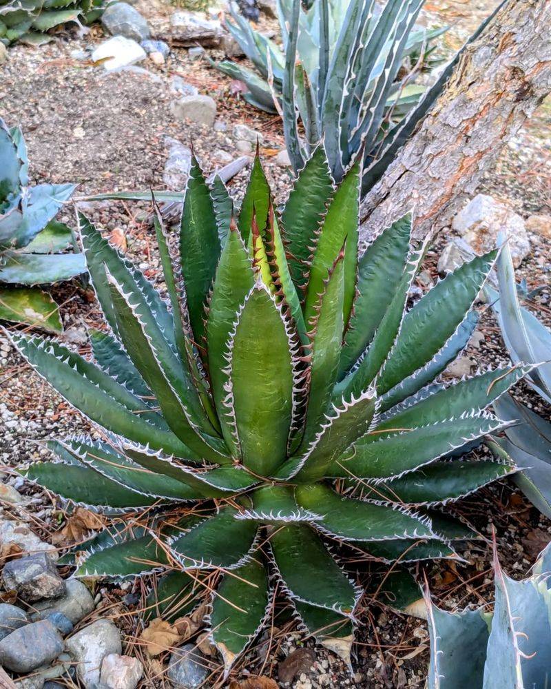 Agave