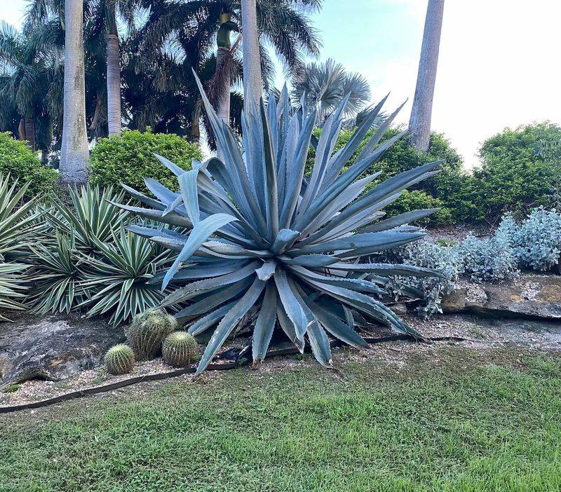 Agave