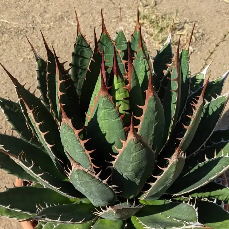 Agave