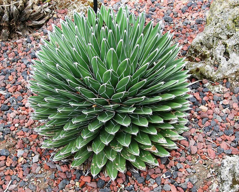 Agave