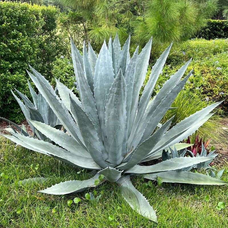 Agave