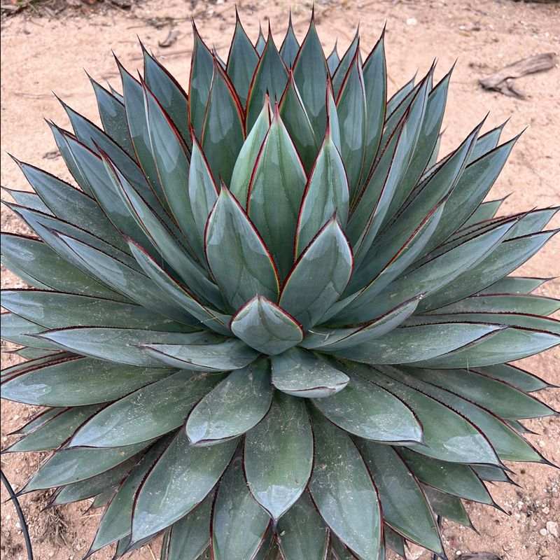 Agave