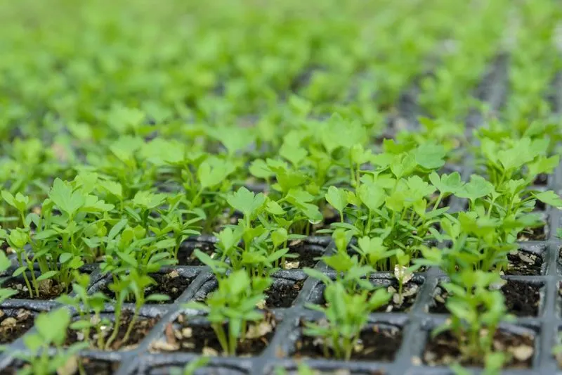 Age of Seeds