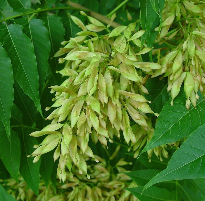 Ailanthus