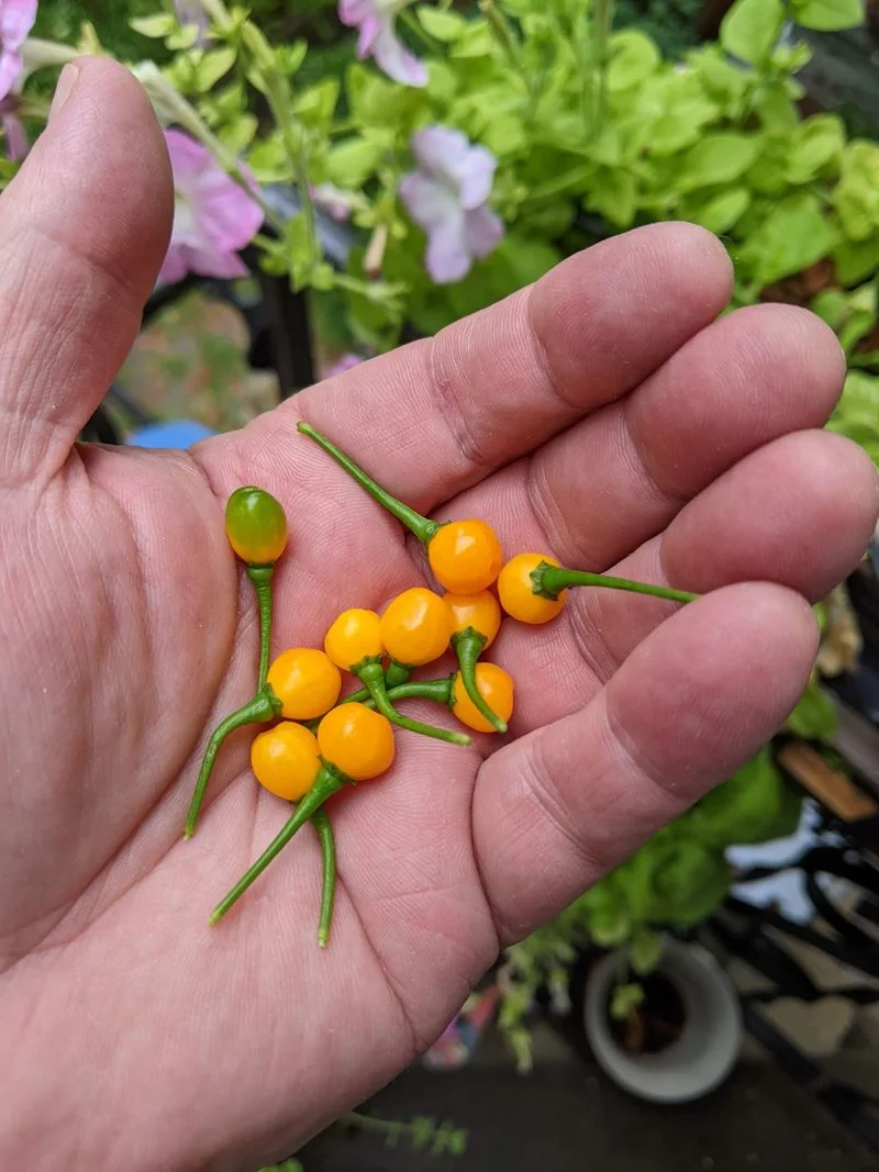 Aji Charapita